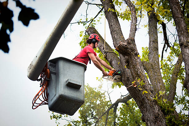 Best Tree Removal Near Me  in Myrtle Point, OR